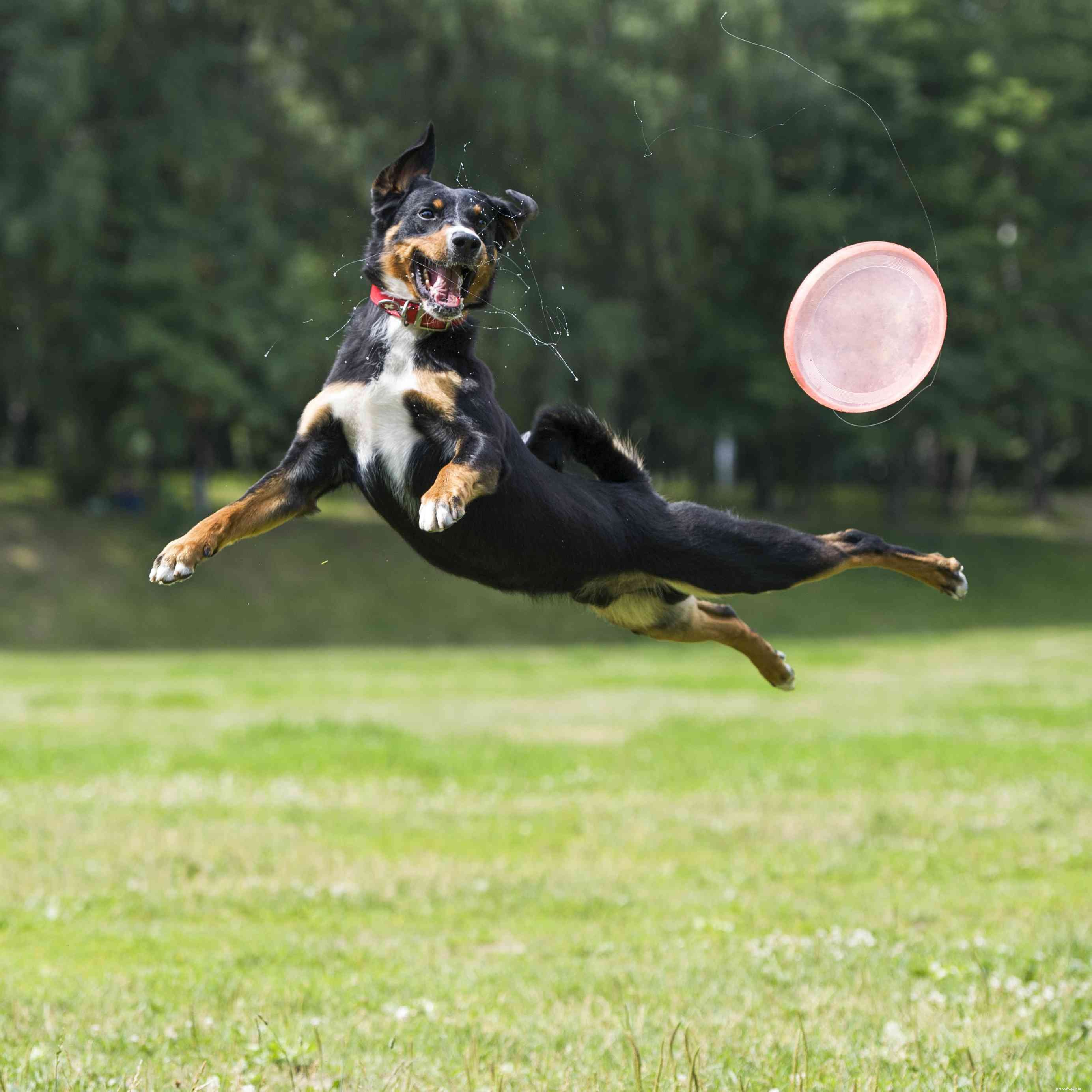 Appenzeller Sennenhund: Swiss Alpine Dog – Traits, Care & Adoption Guide