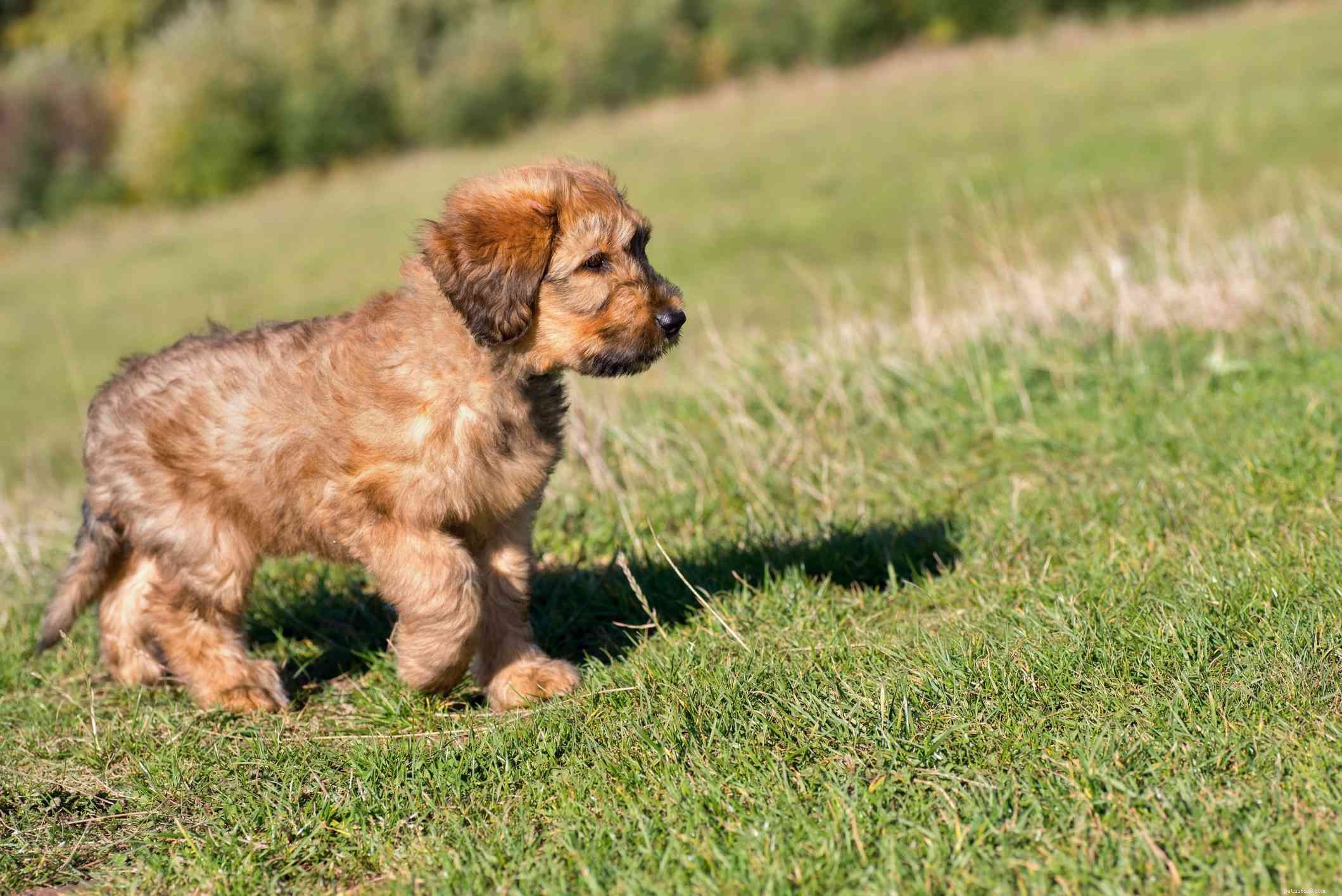 Briard Dog Breed: History, Traits, Care, and Training Guide