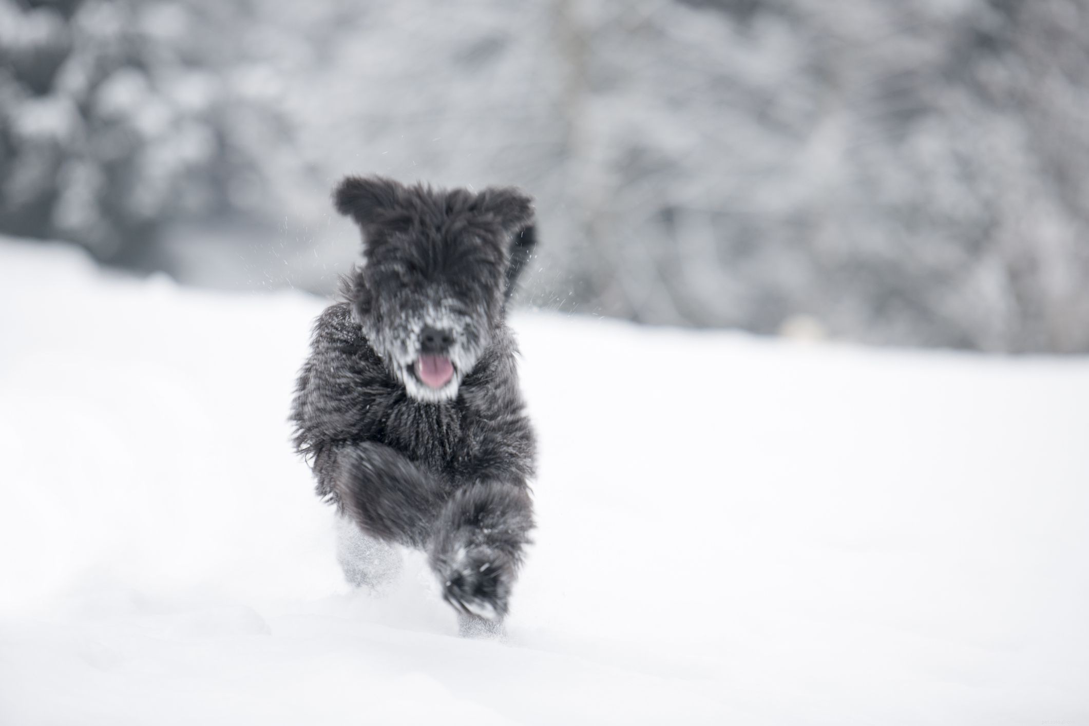 Briard Dog Breed: History, Traits, Care, and Training Guide