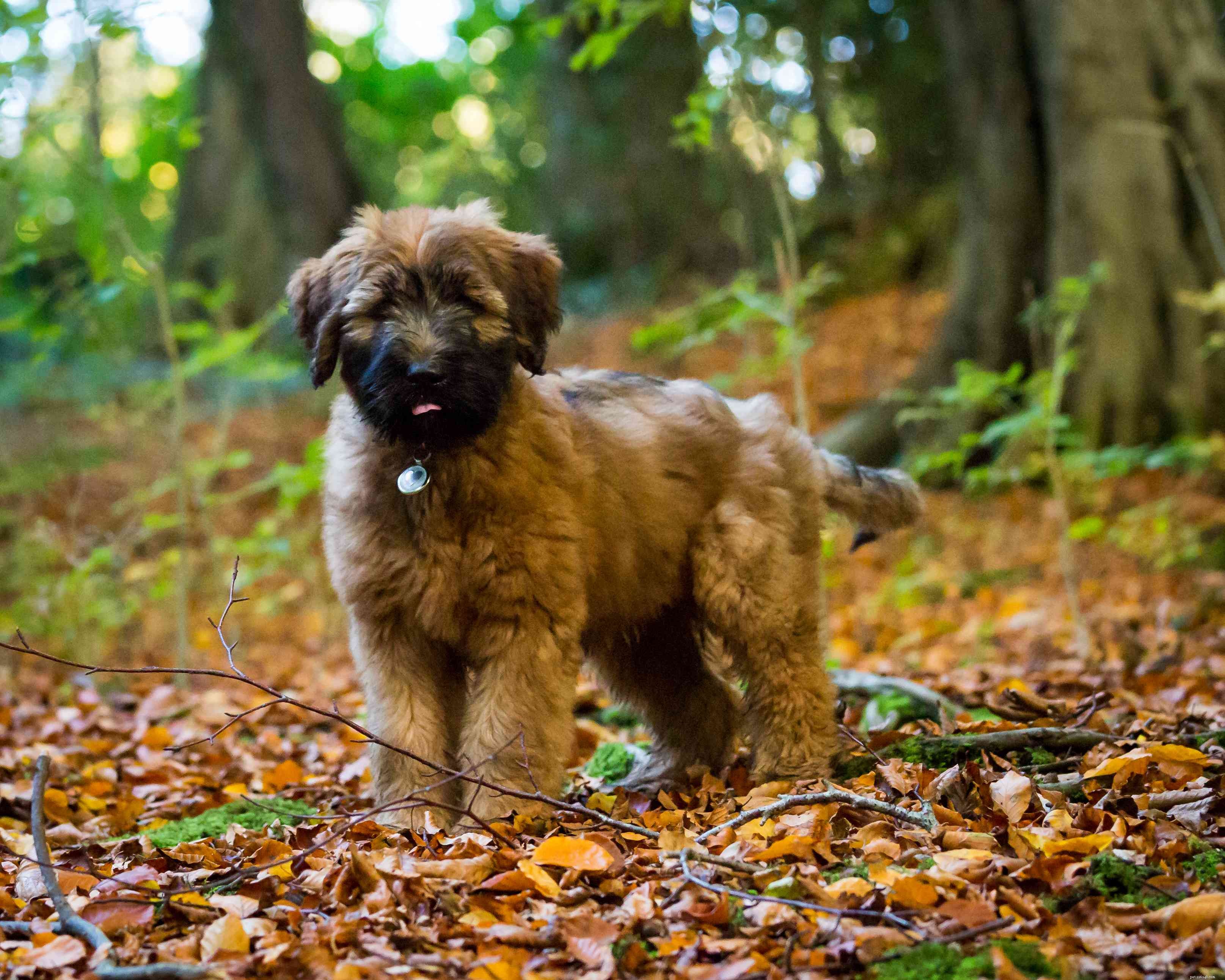 Briard Dog Breed: History, Traits, Care, and Training Guide