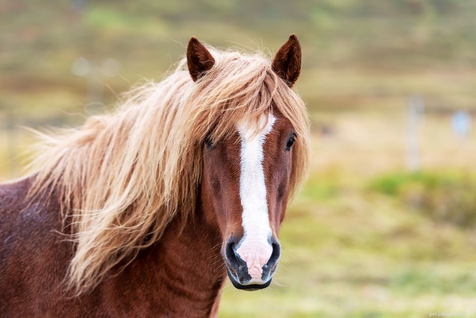 Horse Facial Markings: Your Unique Identification Tool