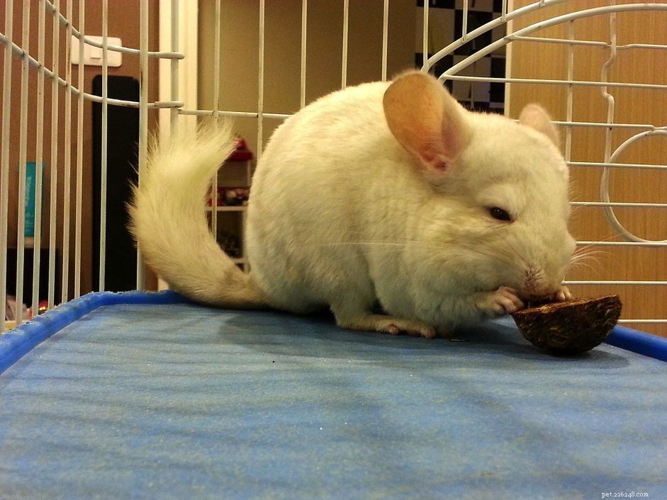 Choosing Safe Wood for Chinchilla Chew Toys: Avoid Toxic Species