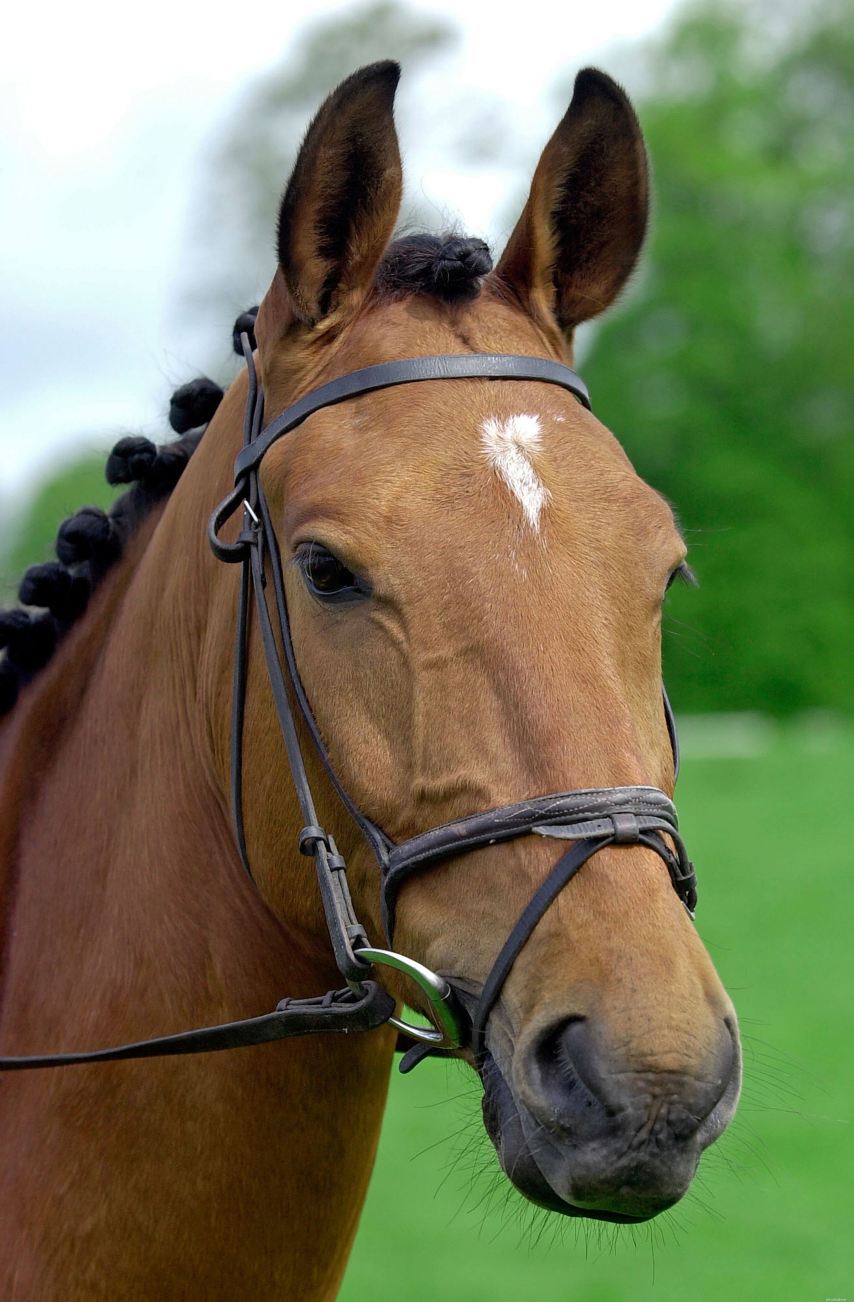 Horse Facial Markings: Your Unique Identification Tool