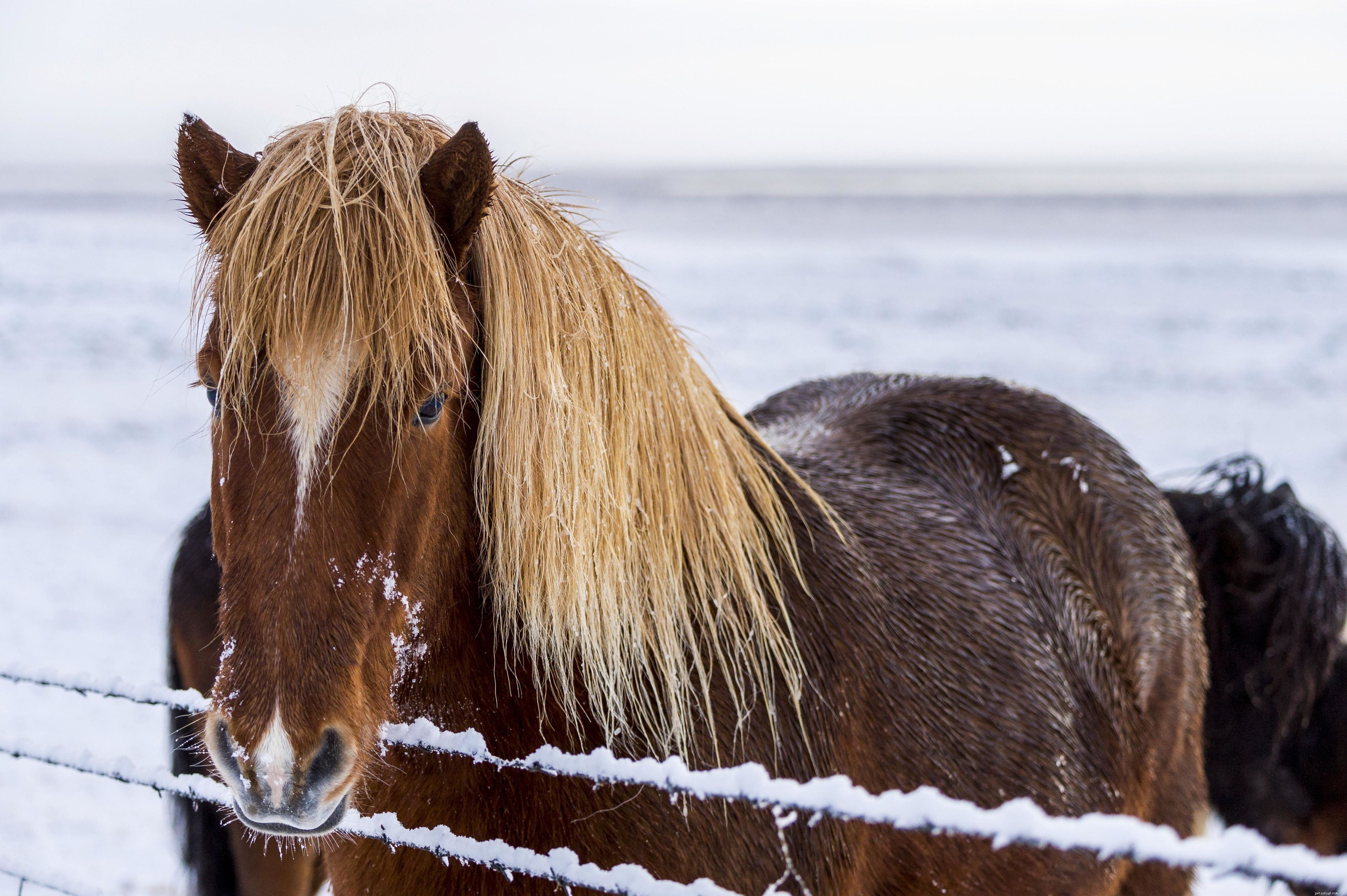 Horse Facial Markings: Your Unique Identification Tool