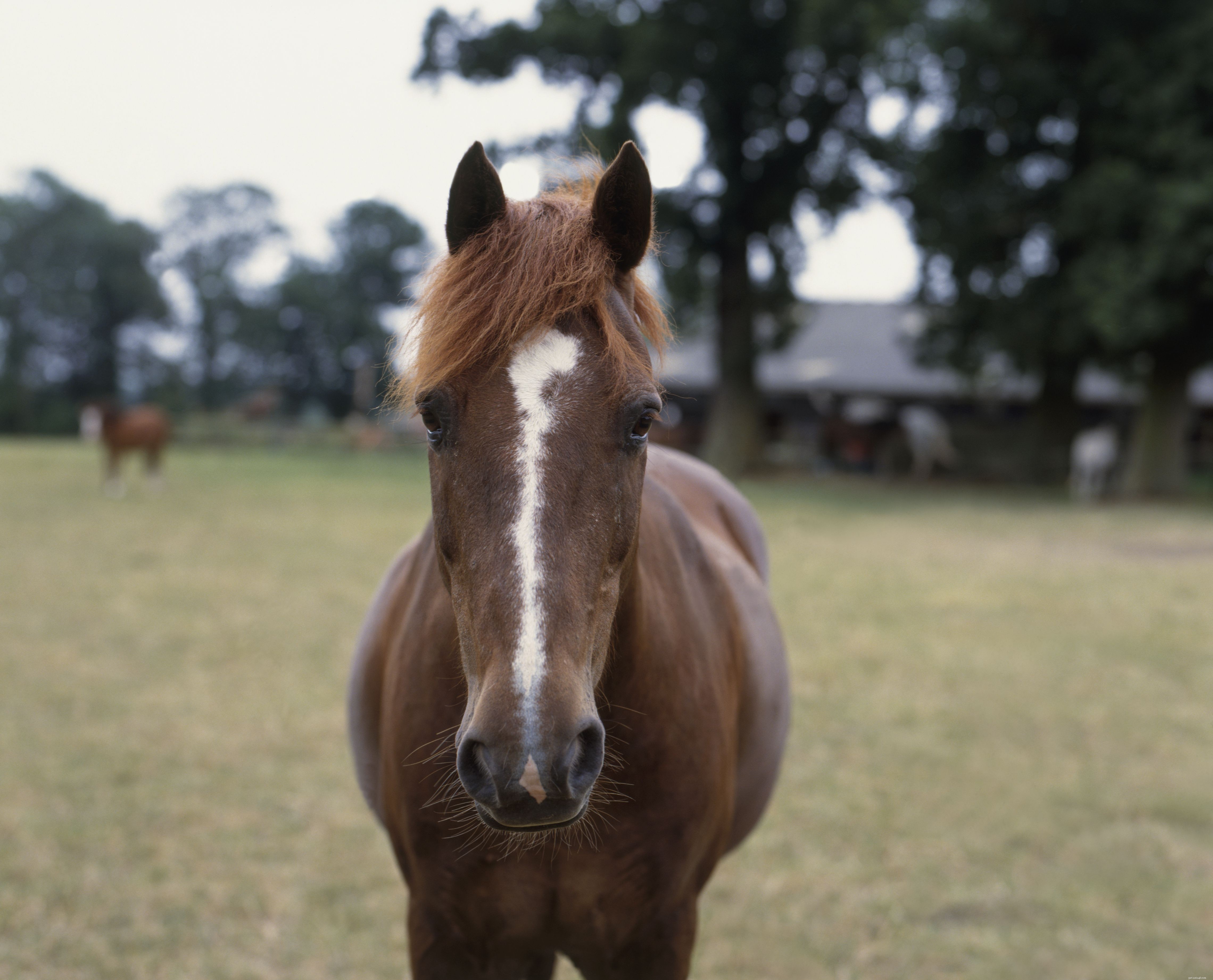 Horse Facial Markings: Your Unique Identification Tool