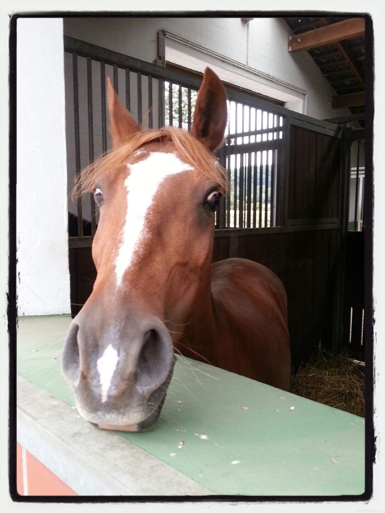 Horse Facial Markings: Your Unique Identification Tool