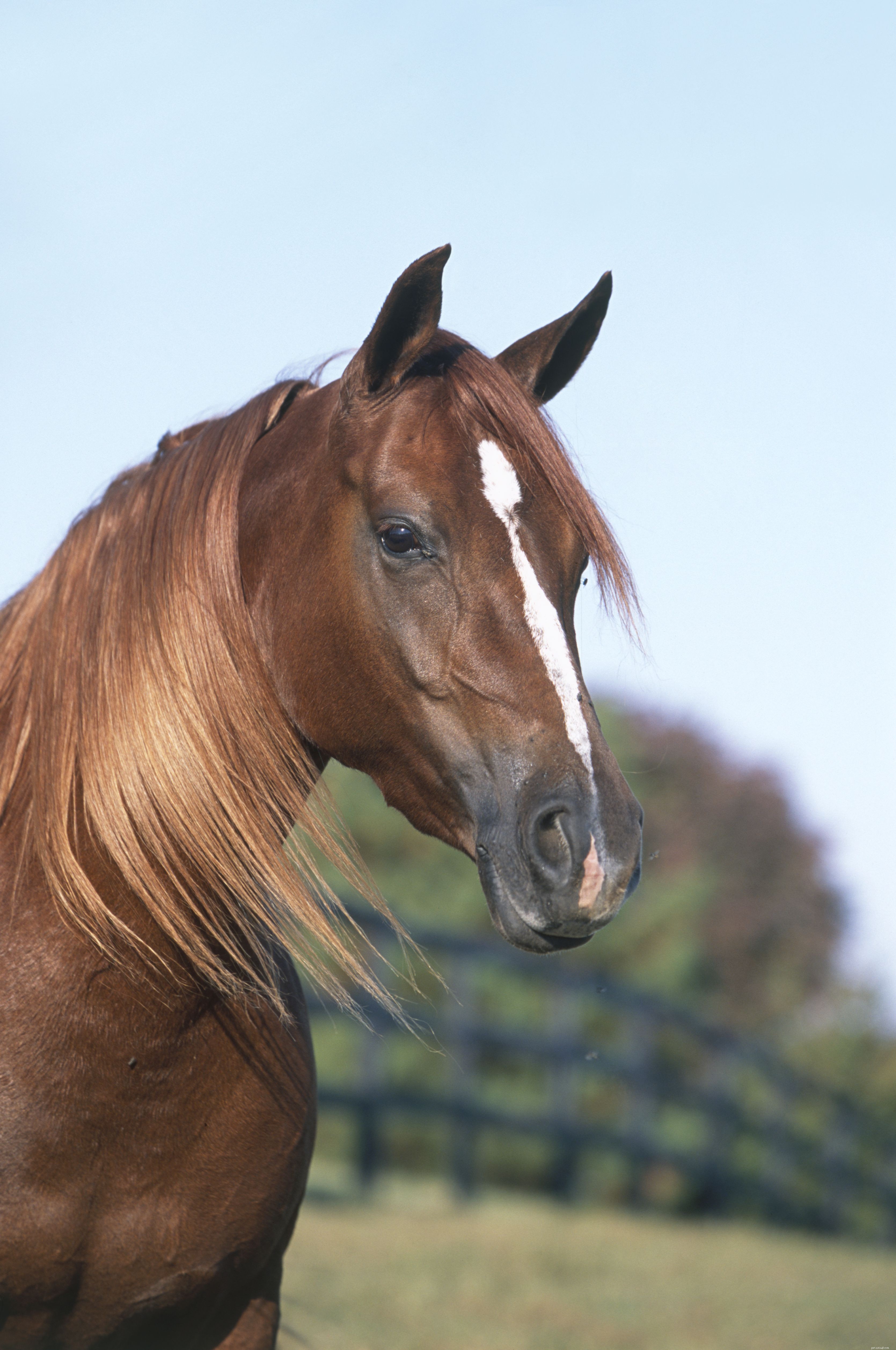 Horse Facial Markings: Your Unique Identification Tool