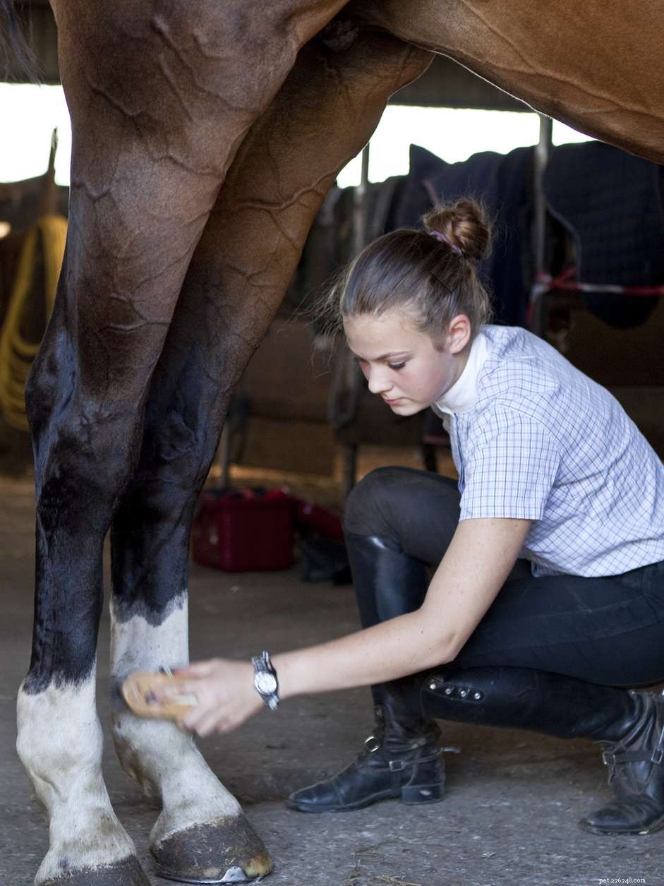 Identifying Horses by Leg Markings: A Comprehensive Guide