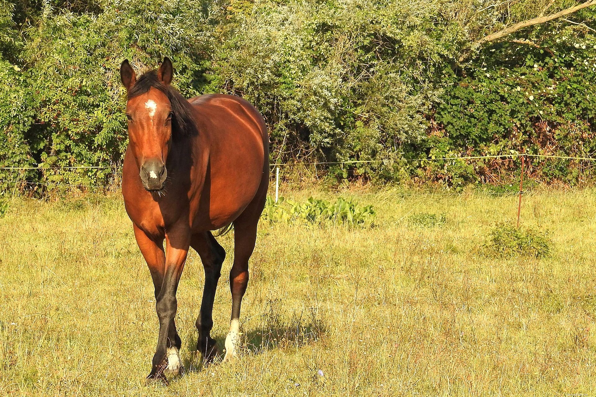 Identifying Horses by Leg Markings: A Comprehensive Guide