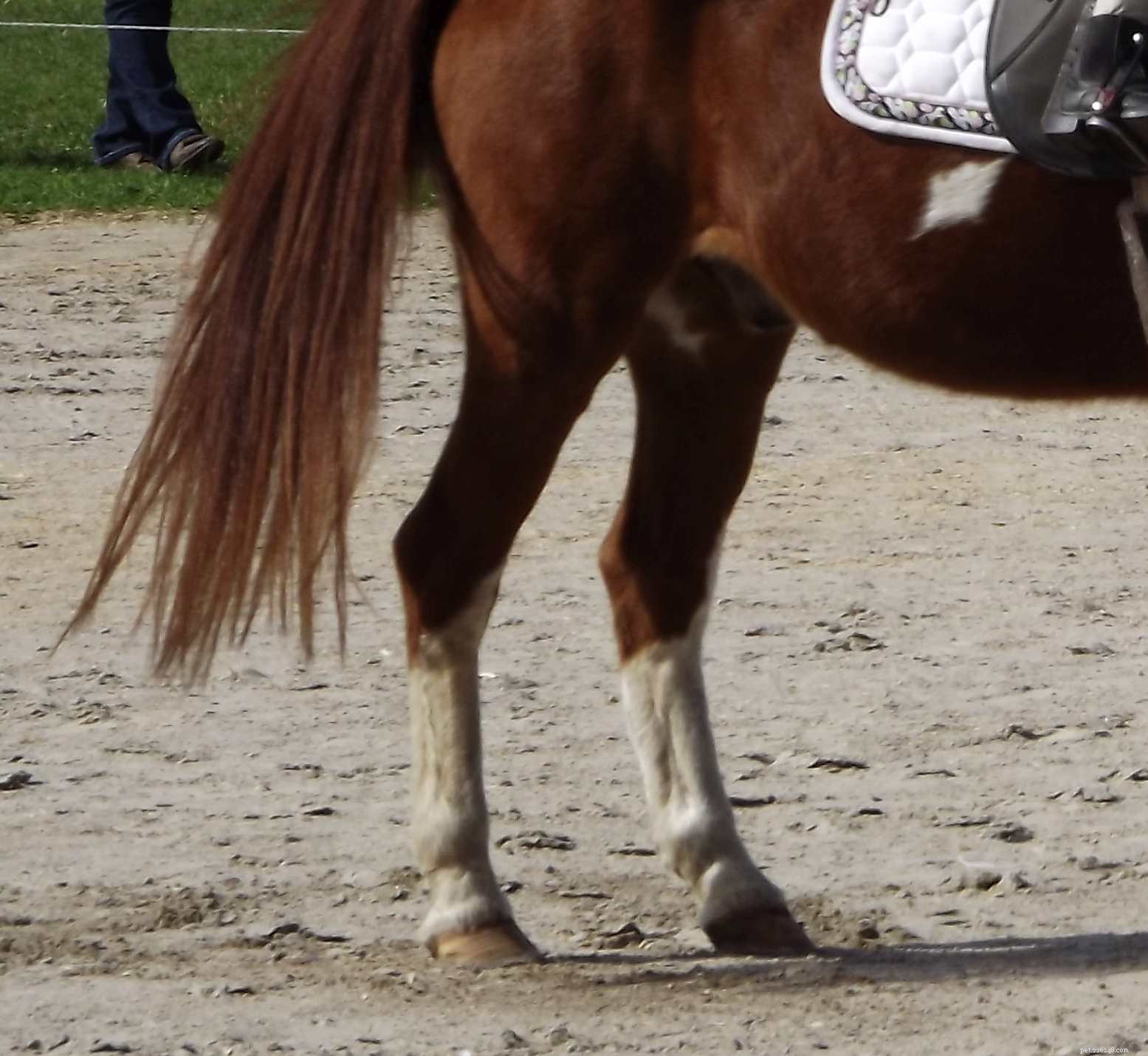 Identifying Horses by Leg Markings: A Comprehensive Guide
