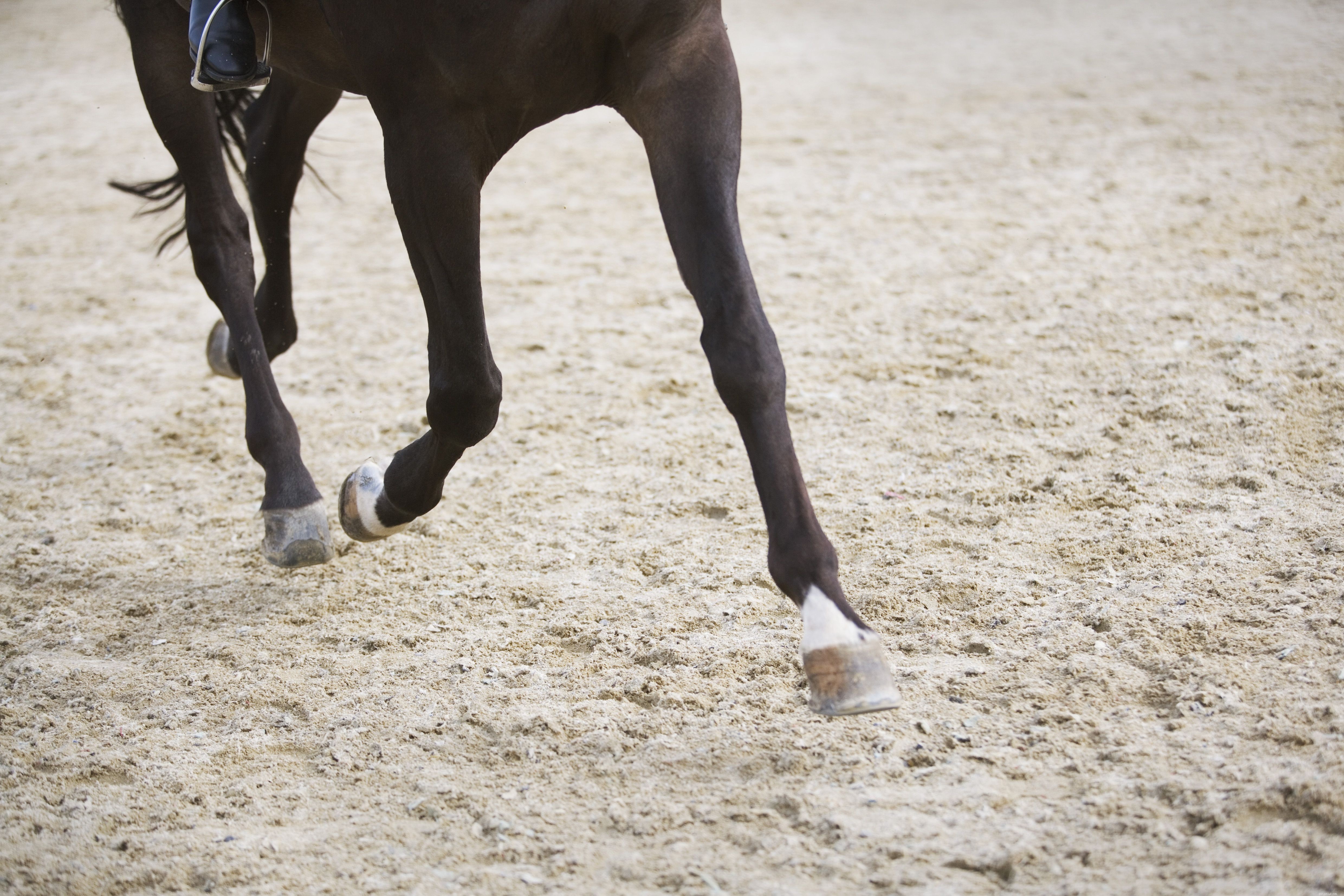 Identifying Horses by Leg Markings: A Comprehensive Guide