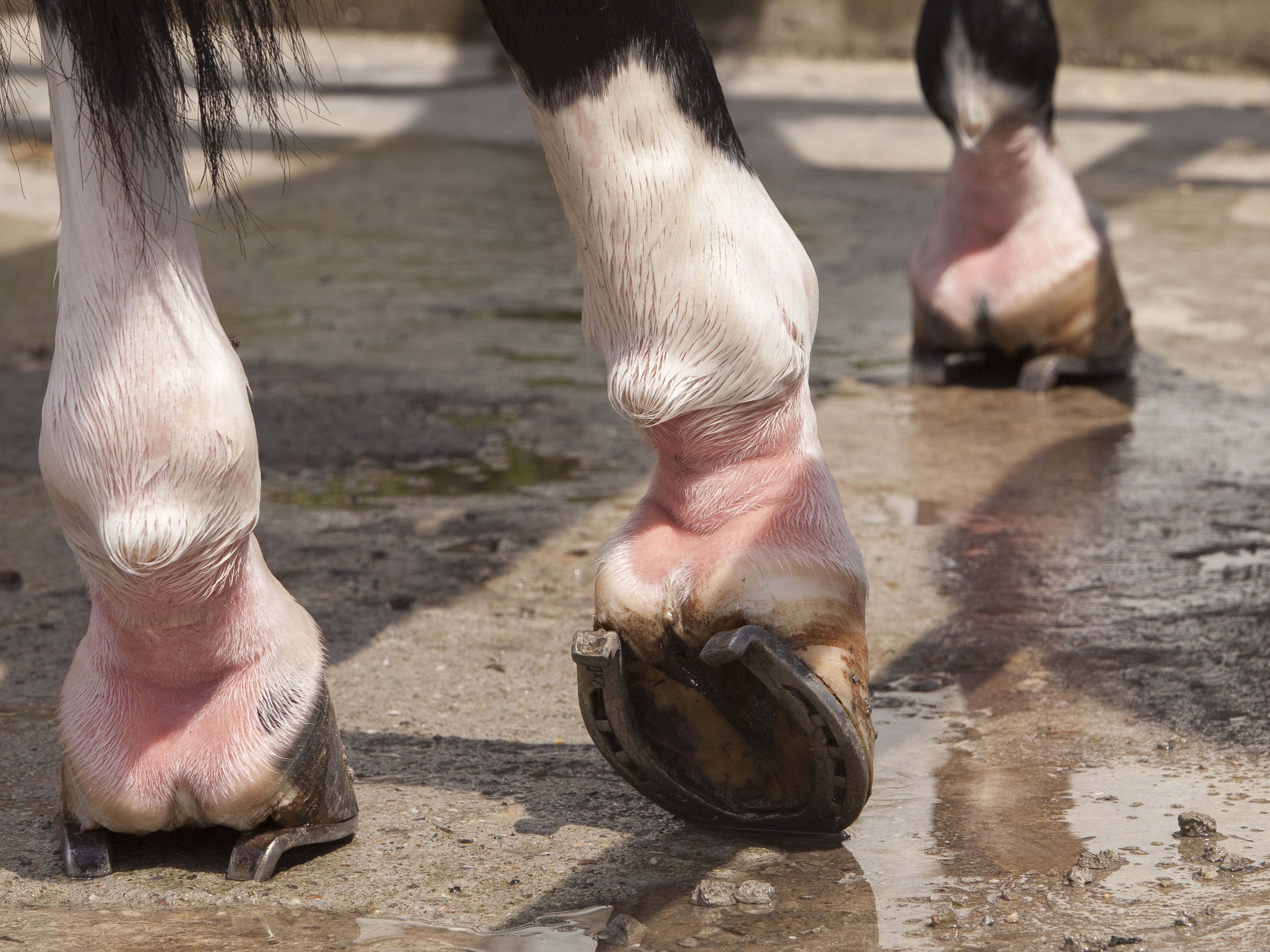 Identifying Horses by Leg Markings: A Comprehensive Guide