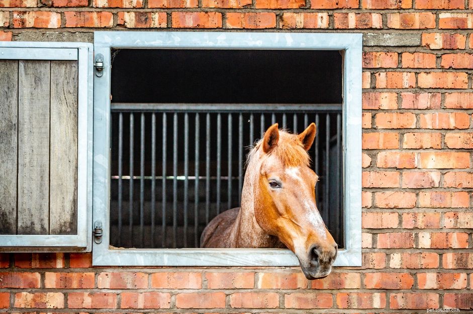 Essential Riding Lesson Phrases for New Riders