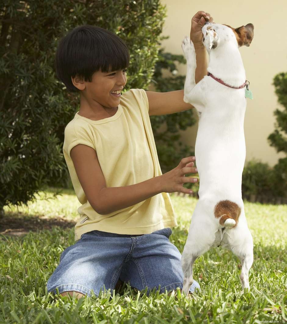 Effective Modern Puppy Training: Gentle, Proven Methods for a Well‑Behaved Companion