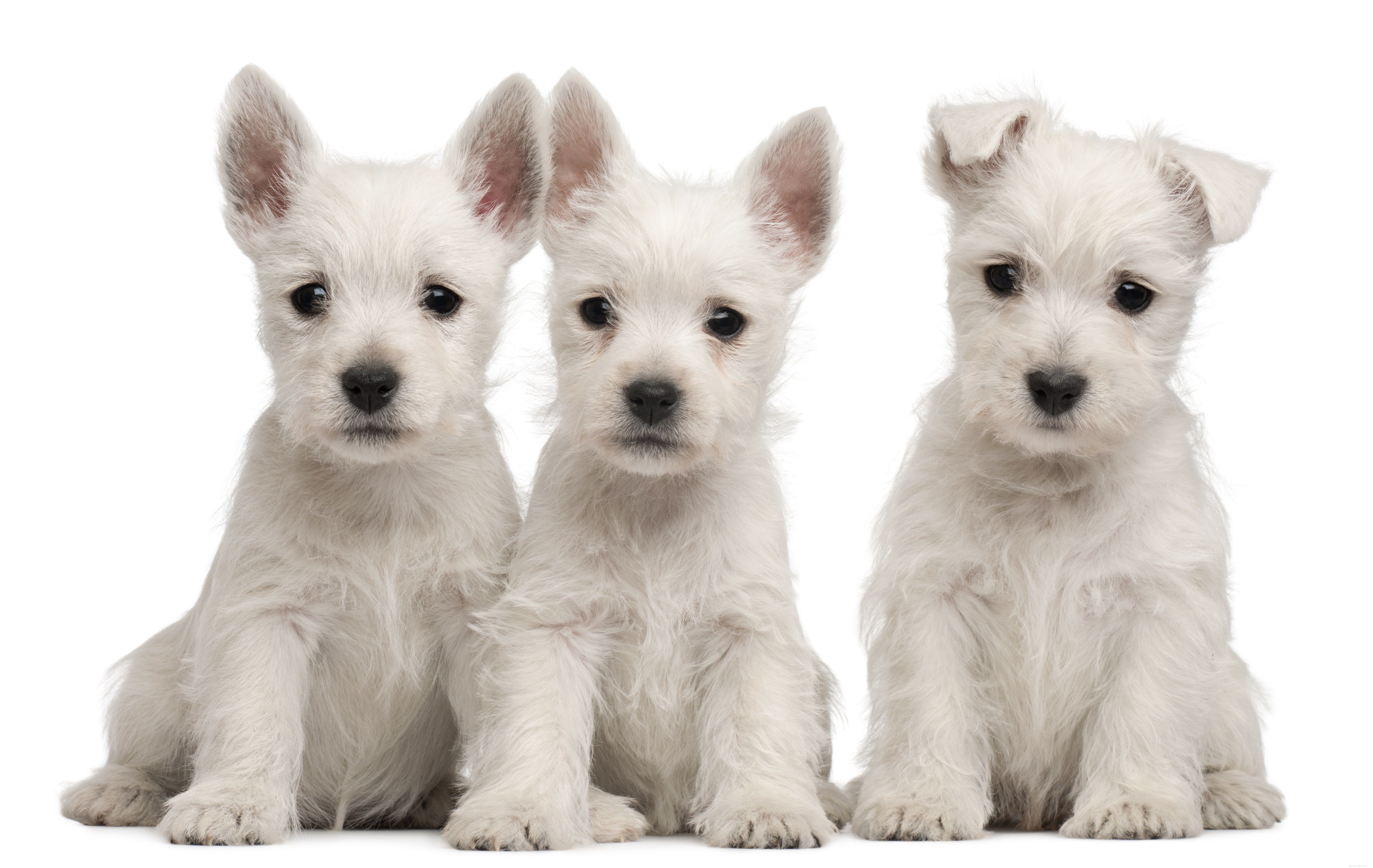 12 Common Puppy Skin Conditions & Proven Treatments