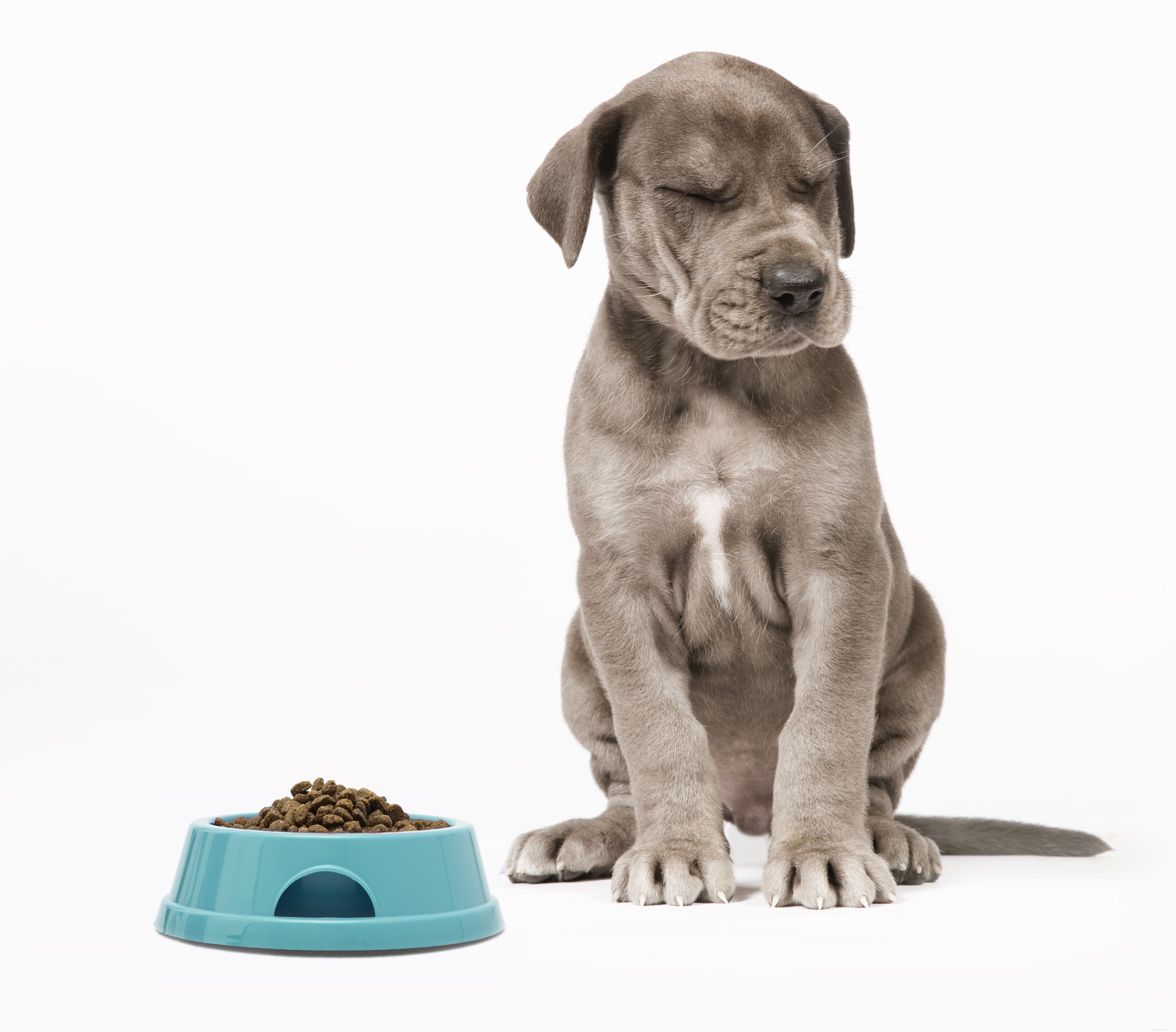 12 Common Puppy Skin Conditions & Proven Treatments