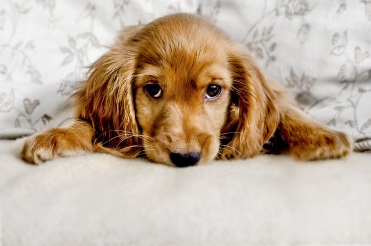 12 Common Puppy Skin Conditions & Proven Treatments