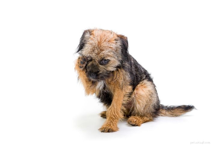 12 Common Puppy Skin Conditions & Proven Treatments