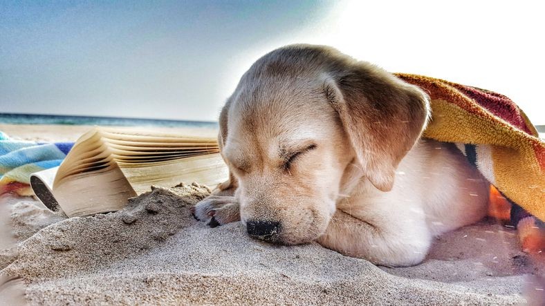 12 Common Puppy Skin Conditions & Proven Treatments