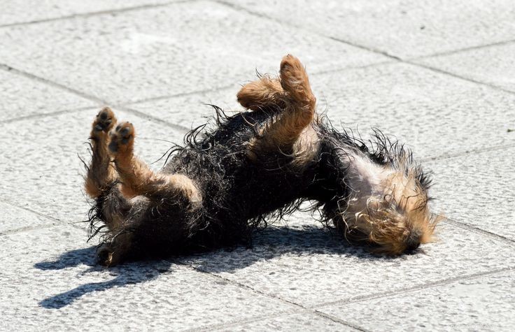 12 Common Puppy Skin Conditions & Proven Treatments
