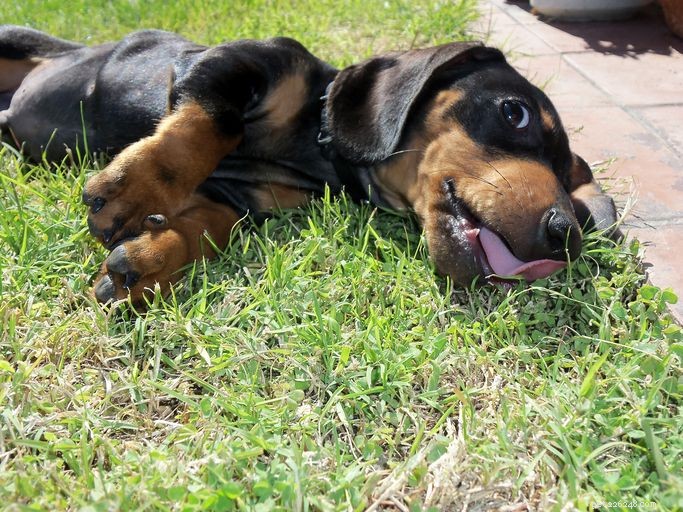 12 Common Puppy Skin Conditions & Proven Treatments