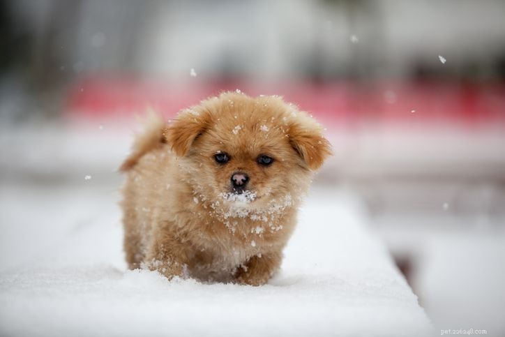 12 Common Puppy Skin Conditions & Proven Treatments
