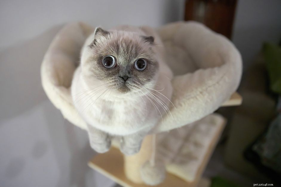 Designing a Safe Room for Your New Cat: A Trusted Guide