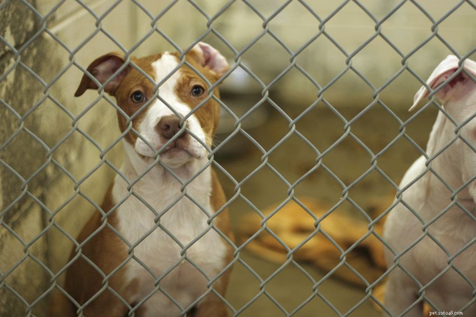 How to Effectively Donate to Animal Charities