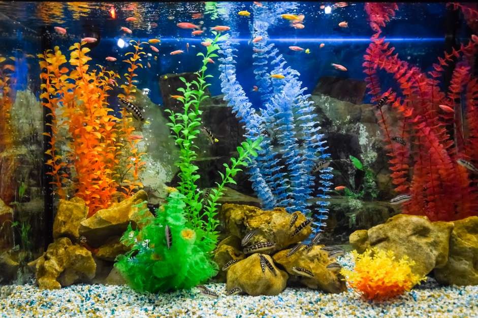 Step-by-Step Guide to Washing and Preparing Aquarium Gravel for a Healthy Tank