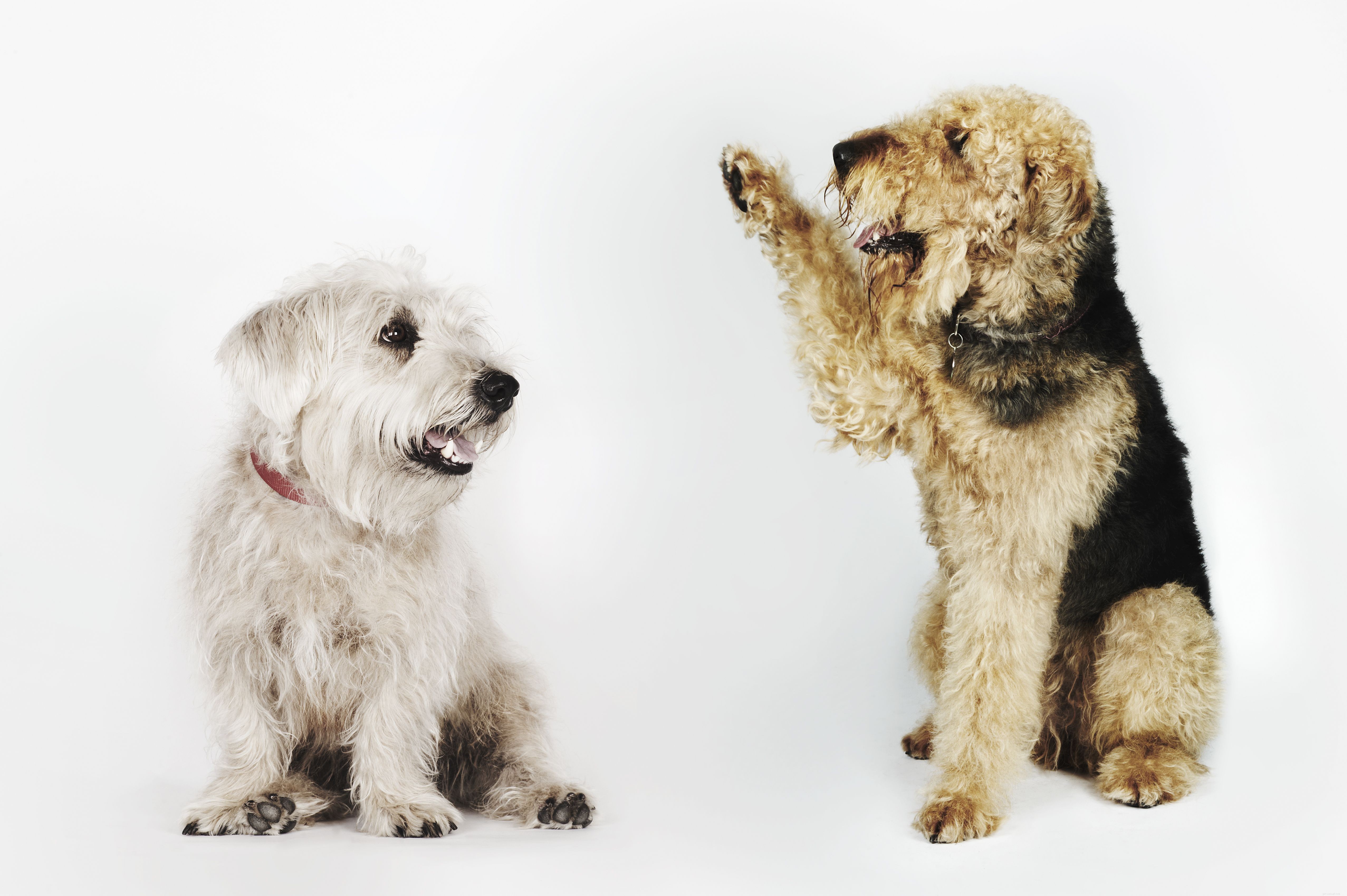 Busy Dog Owners: How to Give Your Pup the Care They Deserve