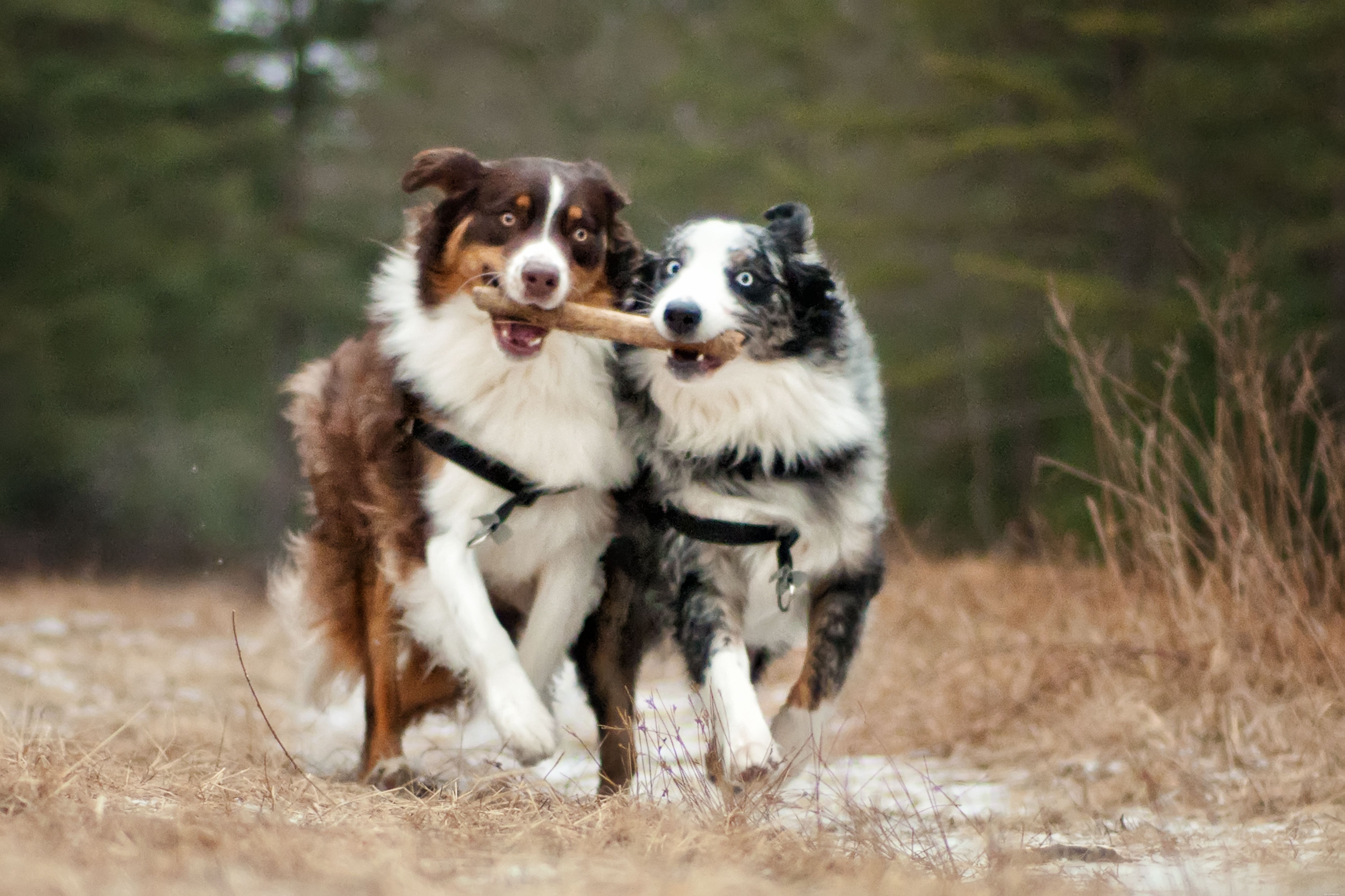Busy Dog Owners: How to Give Your Pup the Care They Deserve