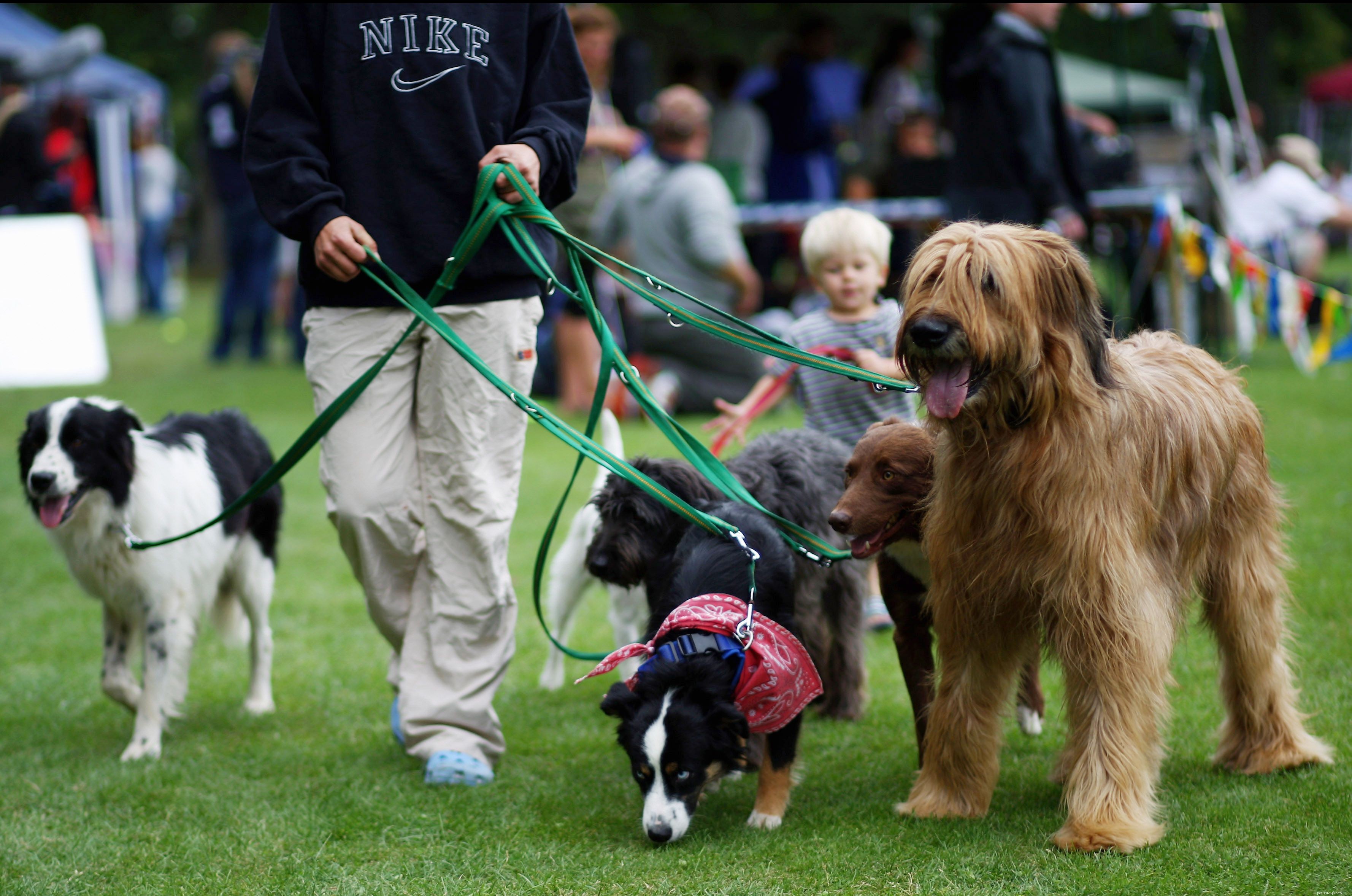 Busy Dog Owners: How to Give Your Pup the Care They Deserve