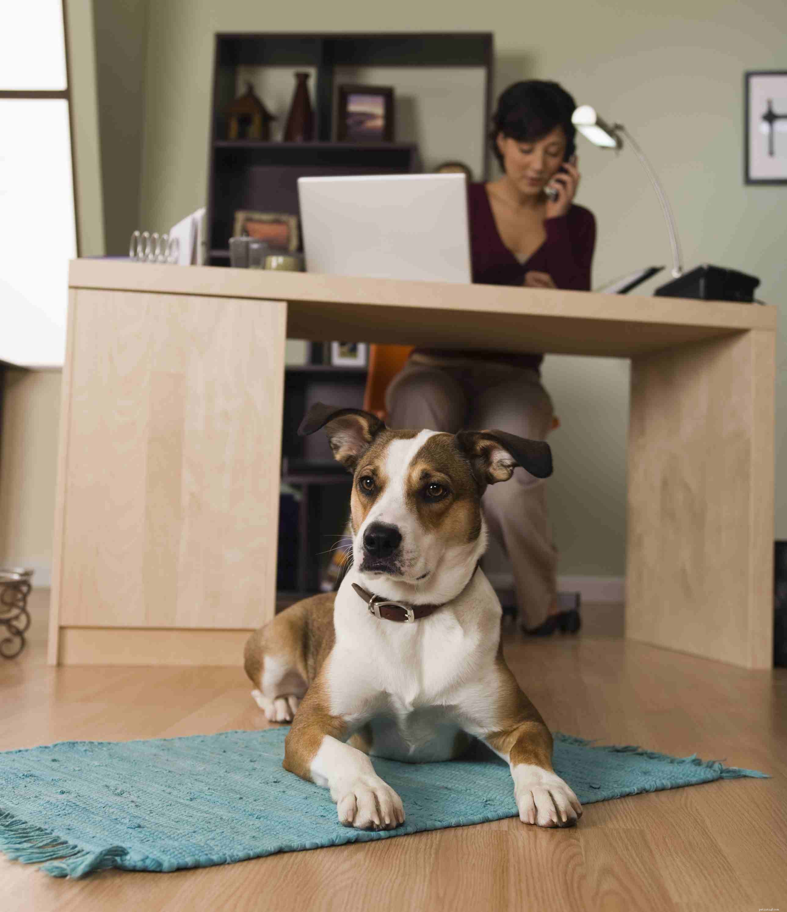 Busy Dog Owners: How to Give Your Pup the Care They Deserve