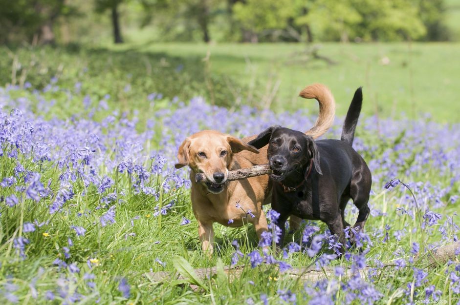 Is Adding a Second Dog Right for Your Family?
