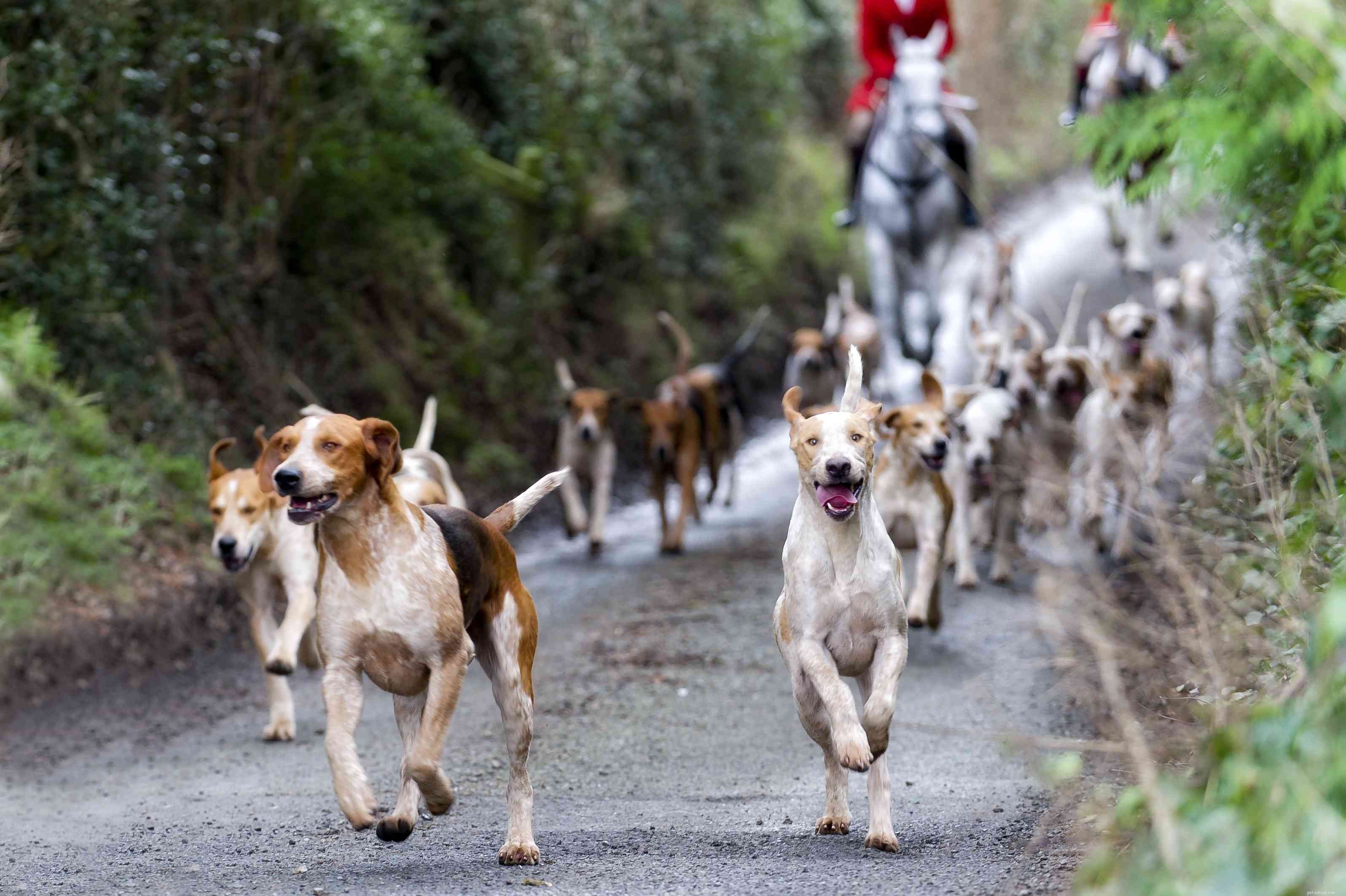 American Foxhound: A Complete Breed Guide
