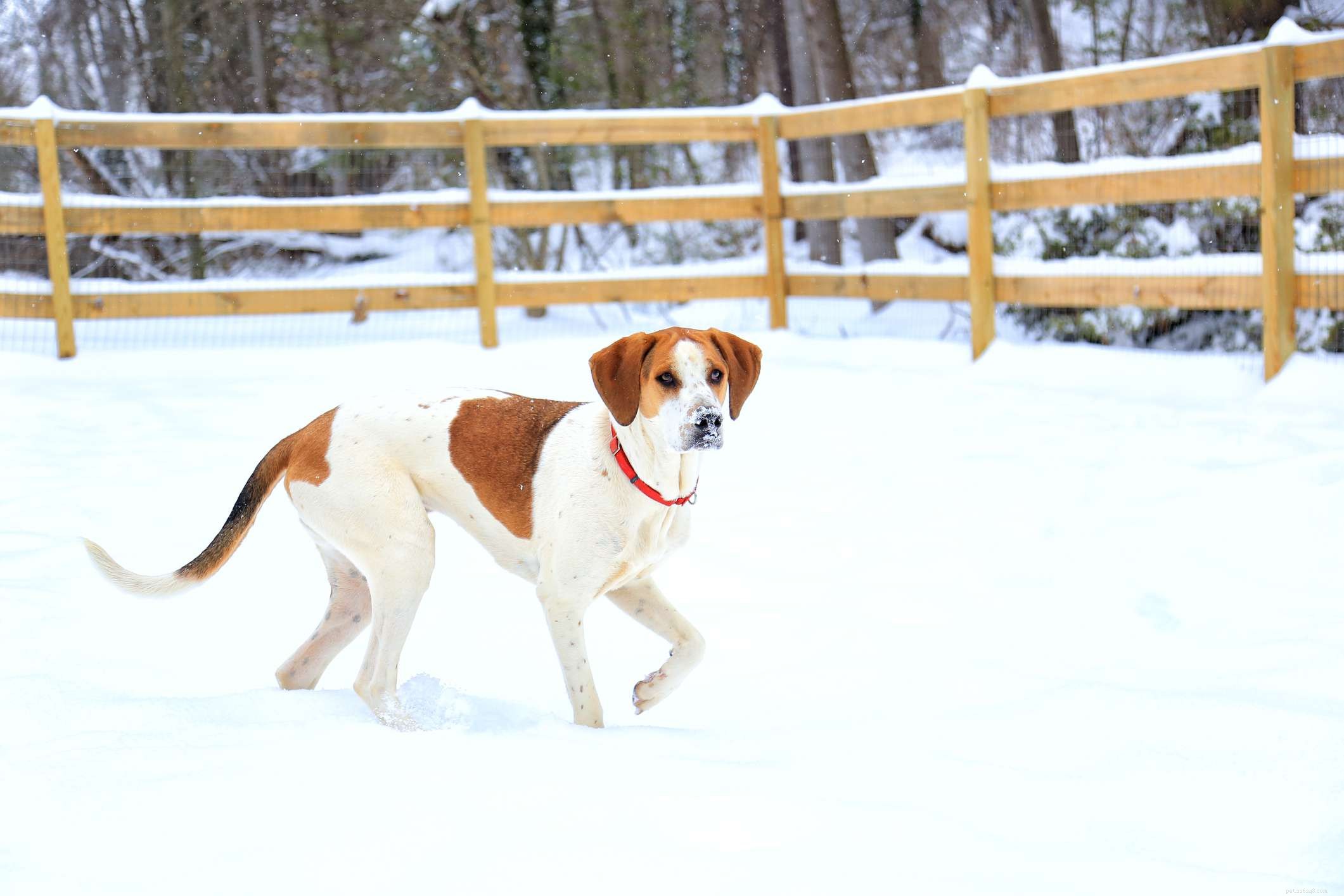 American Foxhound: A Complete Breed Guide
