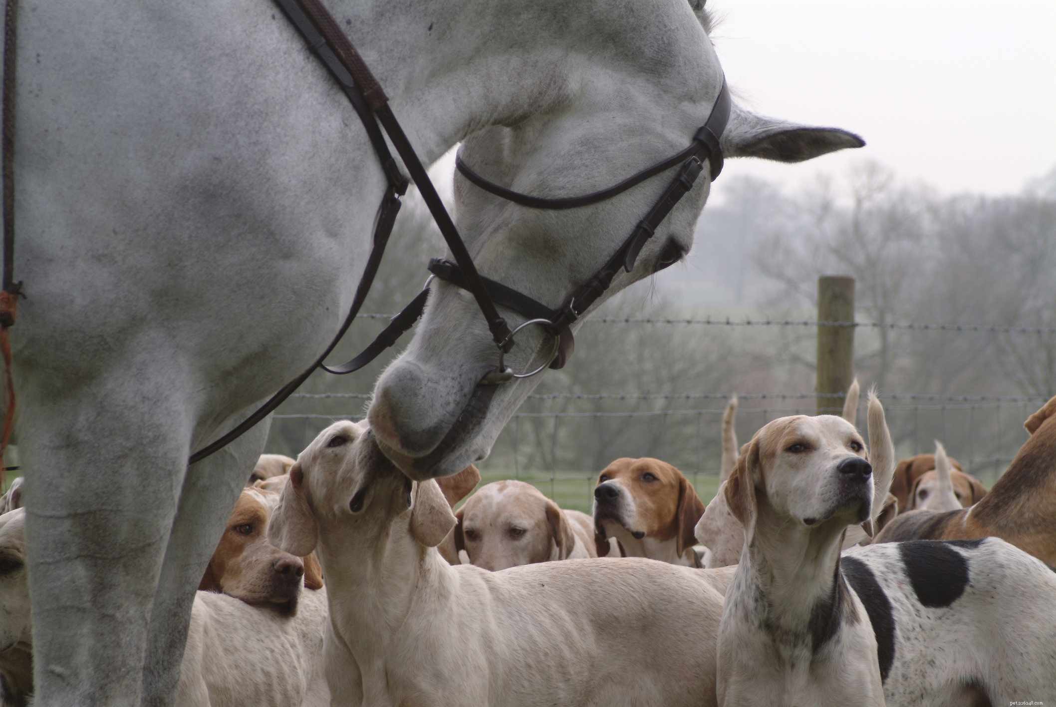 American Foxhound: A Complete Breed Guide
