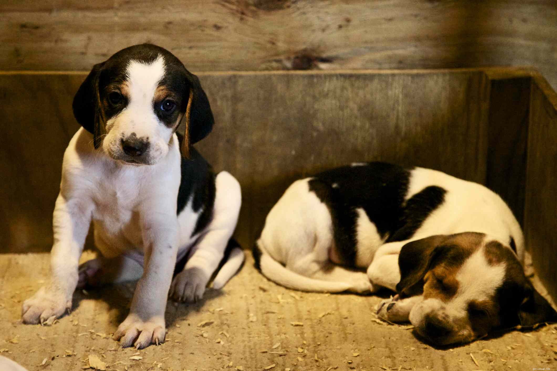 American Foxhound: A Complete Breed Guide