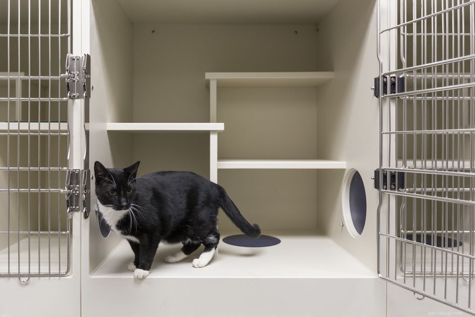 Essential Checklist: What to Know Before Adopting Your First Cat
