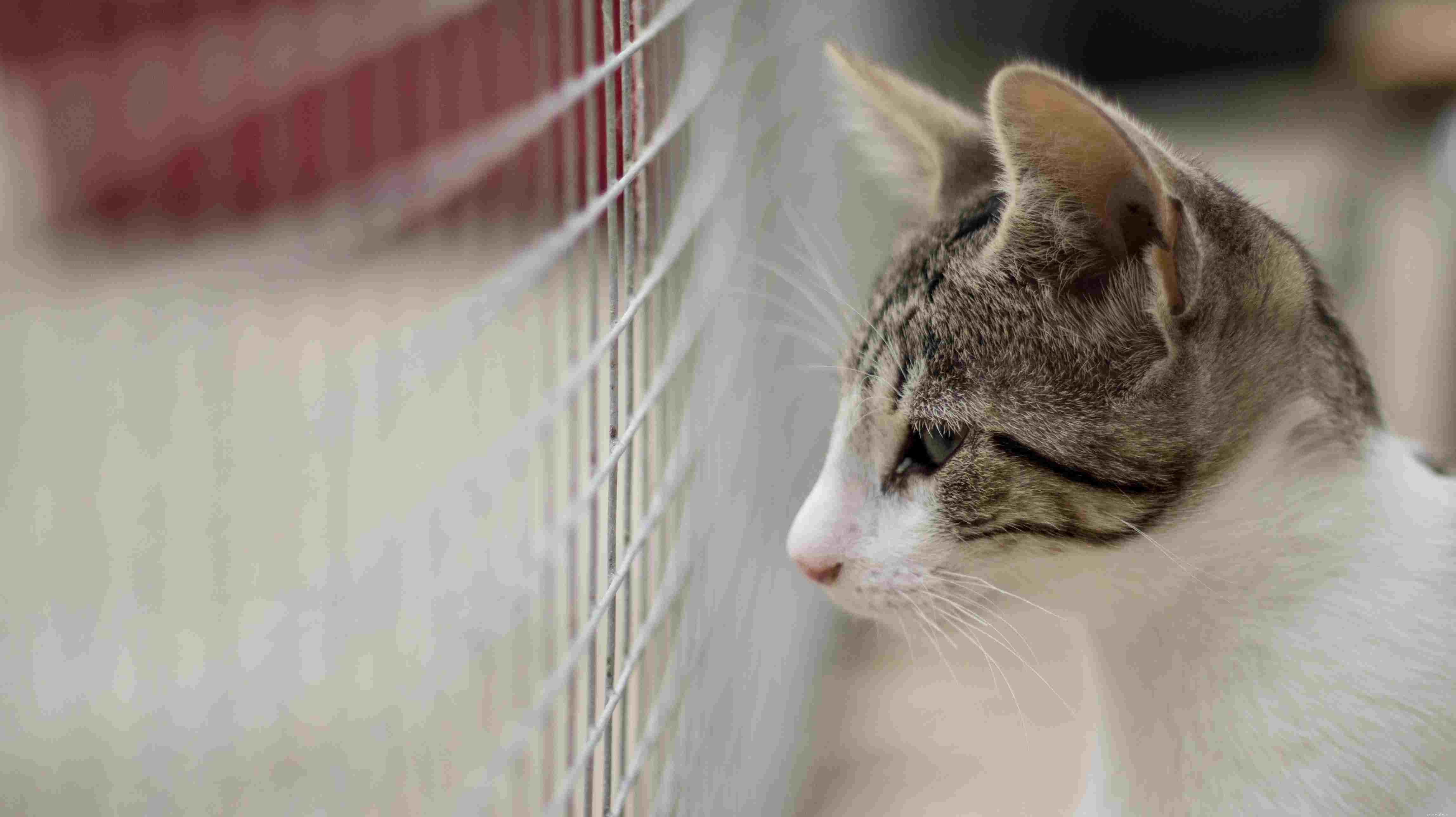 Essential Checklist: What to Know Before Adopting Your First Cat
