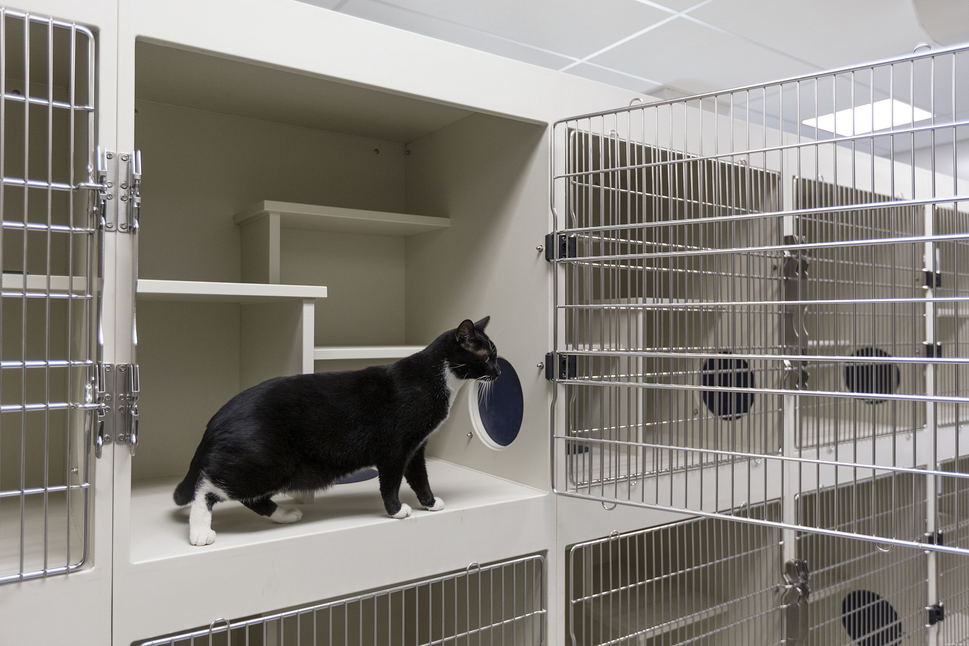 Essential Checklist: What to Know Before Adopting Your First Cat