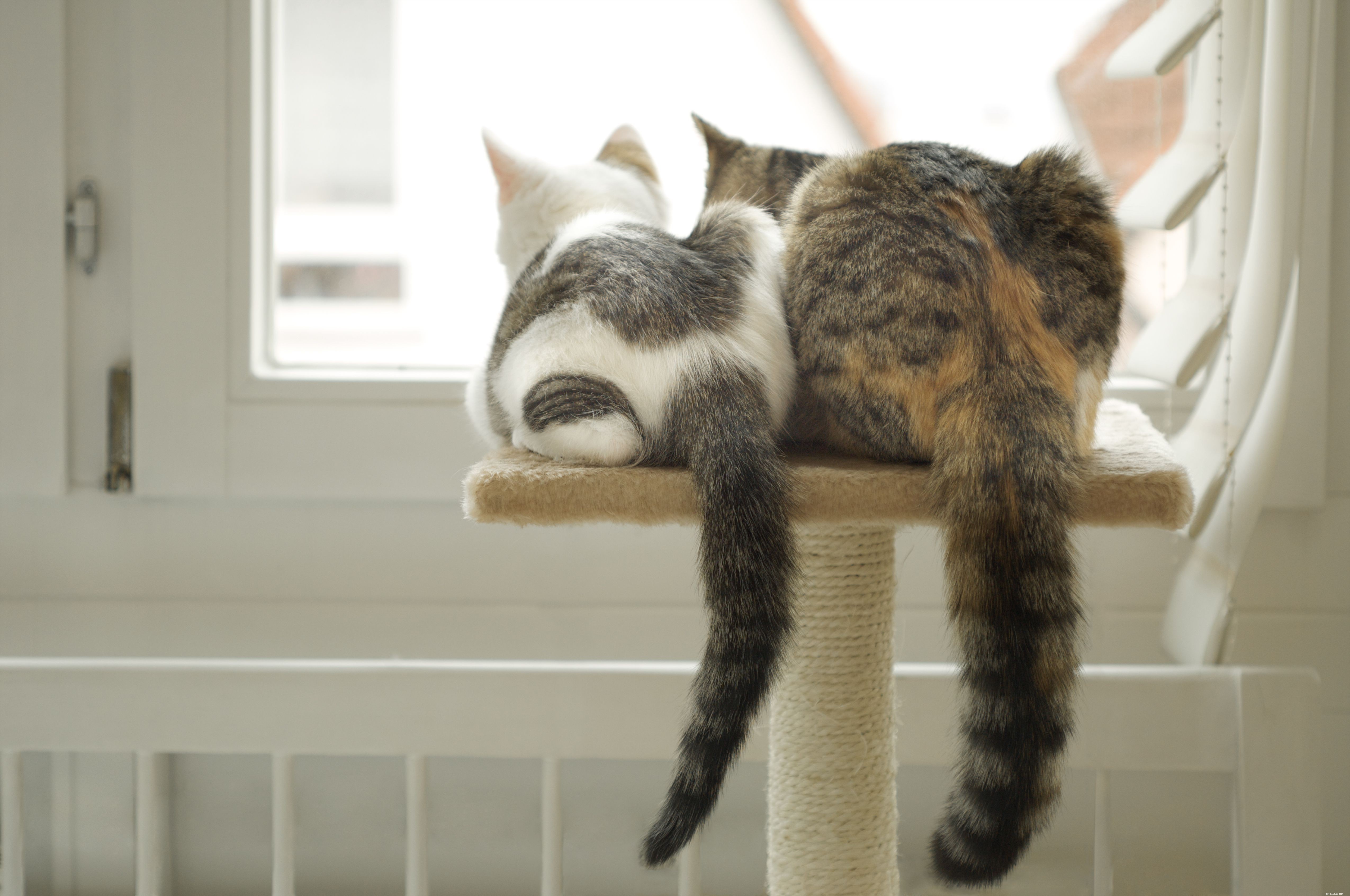 Essential Checklist: What to Know Before Adopting Your First Cat