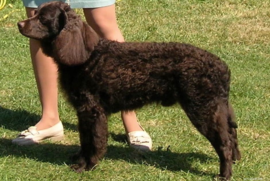 American Water Spaniel: Complete Breed Profile & Care Guide