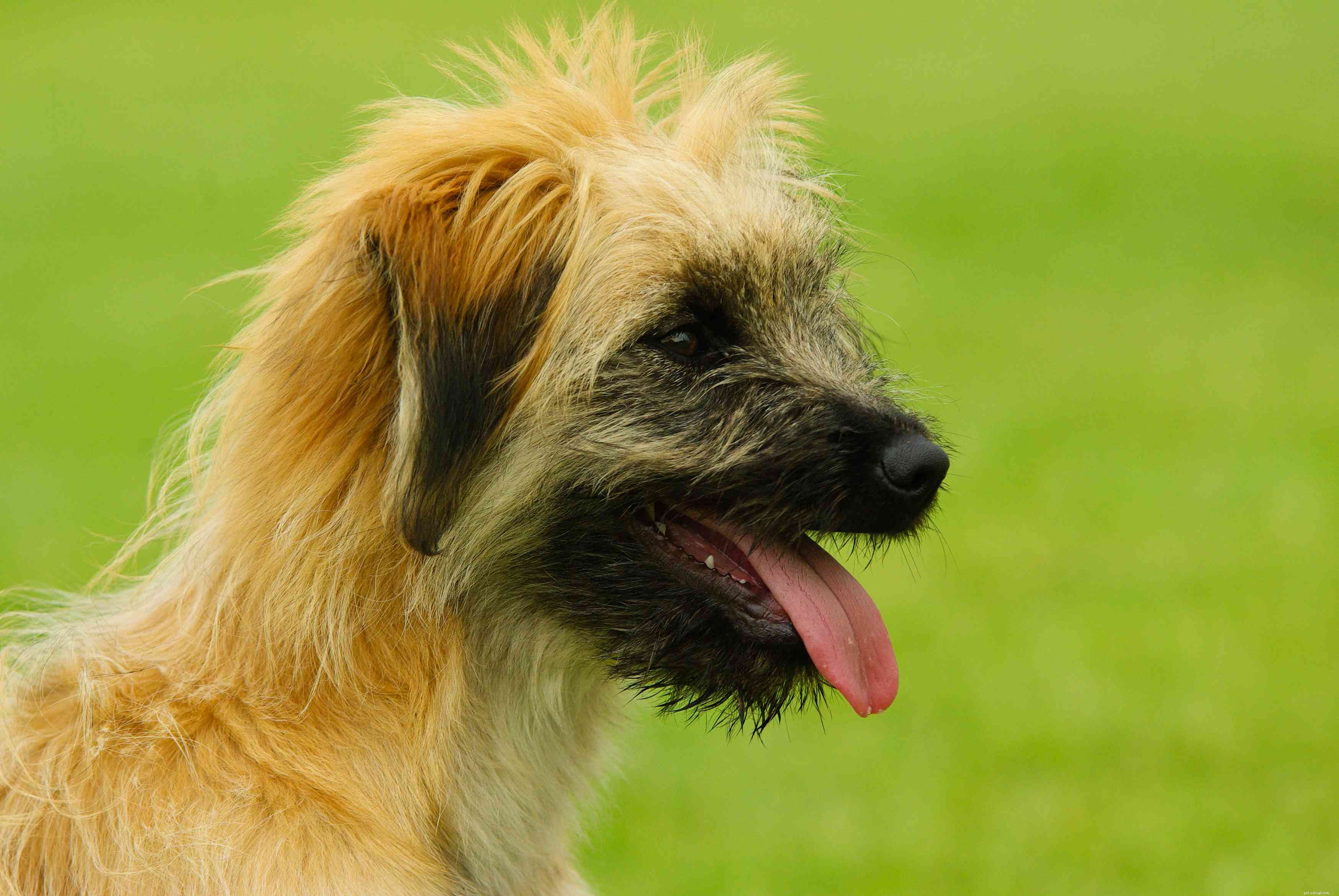 Pyrenean Shepherd: History, Care, Health & Adoption Guide
