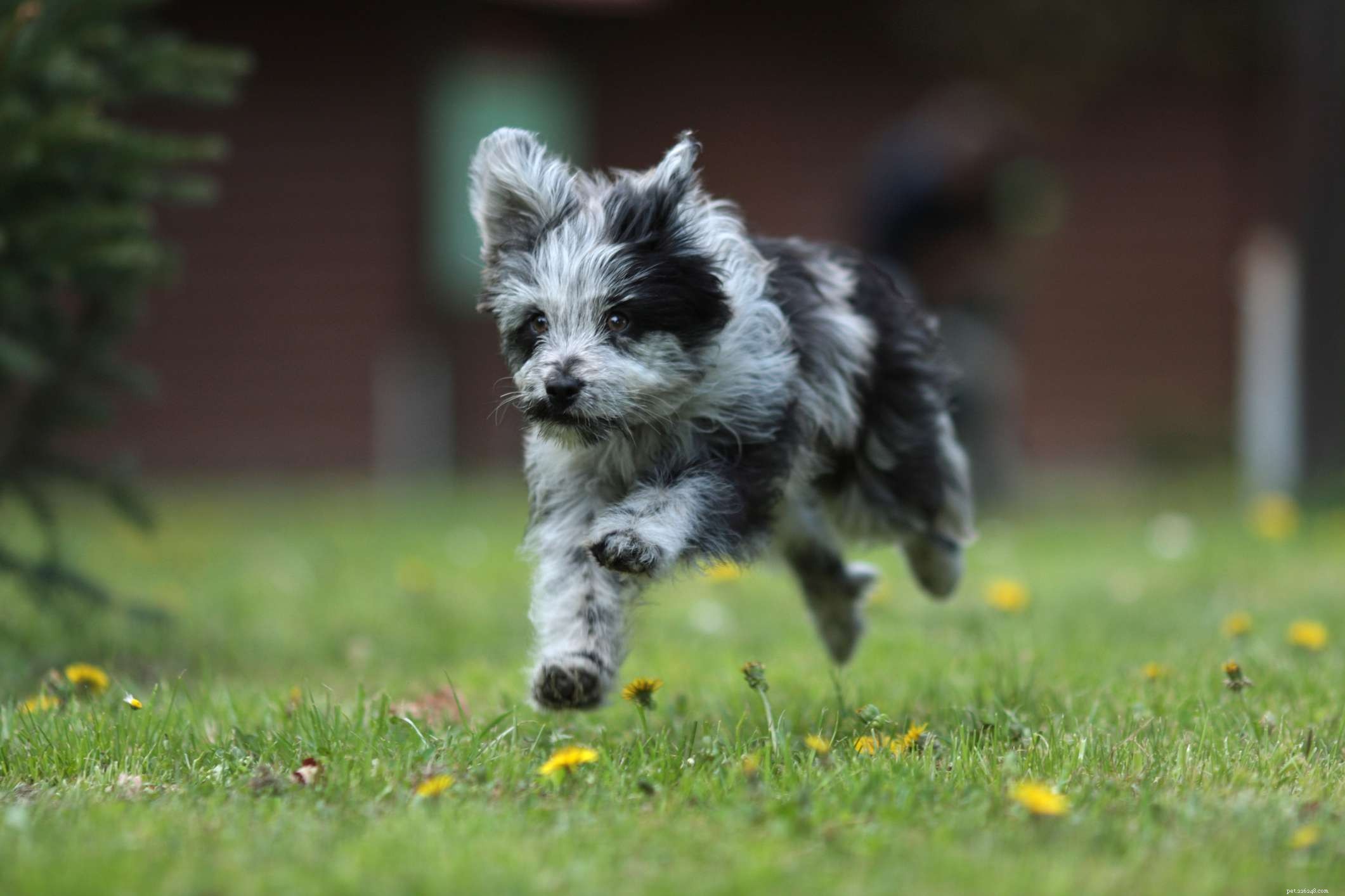 Pyrenean Shepherd: History, Care, Health & Adoption Guide
