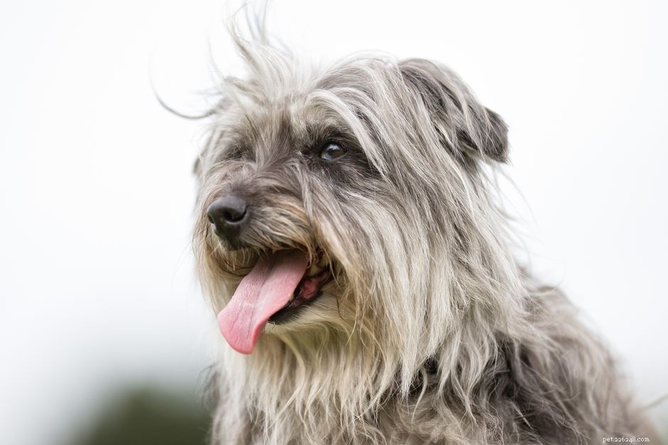 Pyrenean Shepherd: History, Care, Health & Adoption Guide