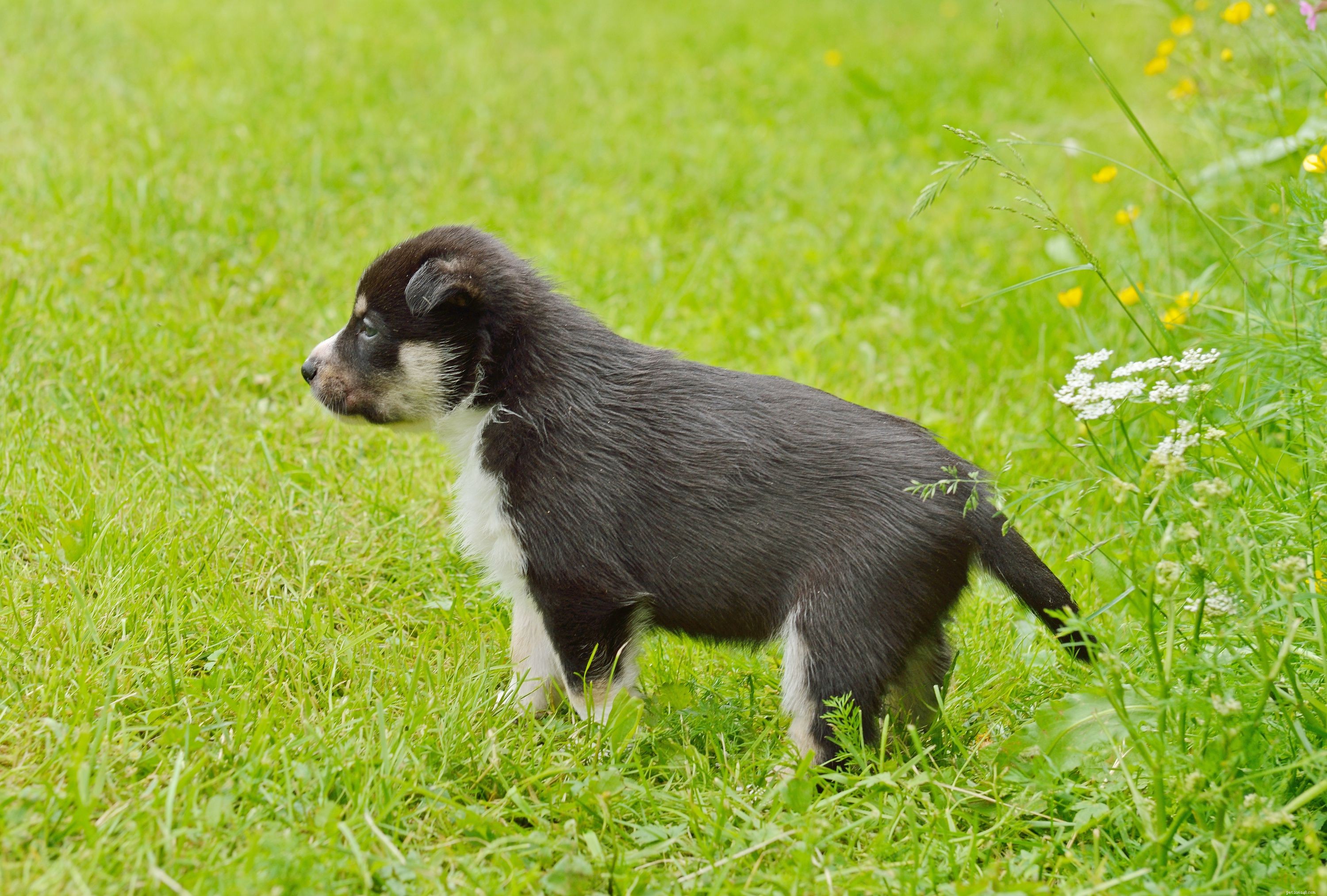 Swedish Vallhund: Complete Breed Profile & Care Guide