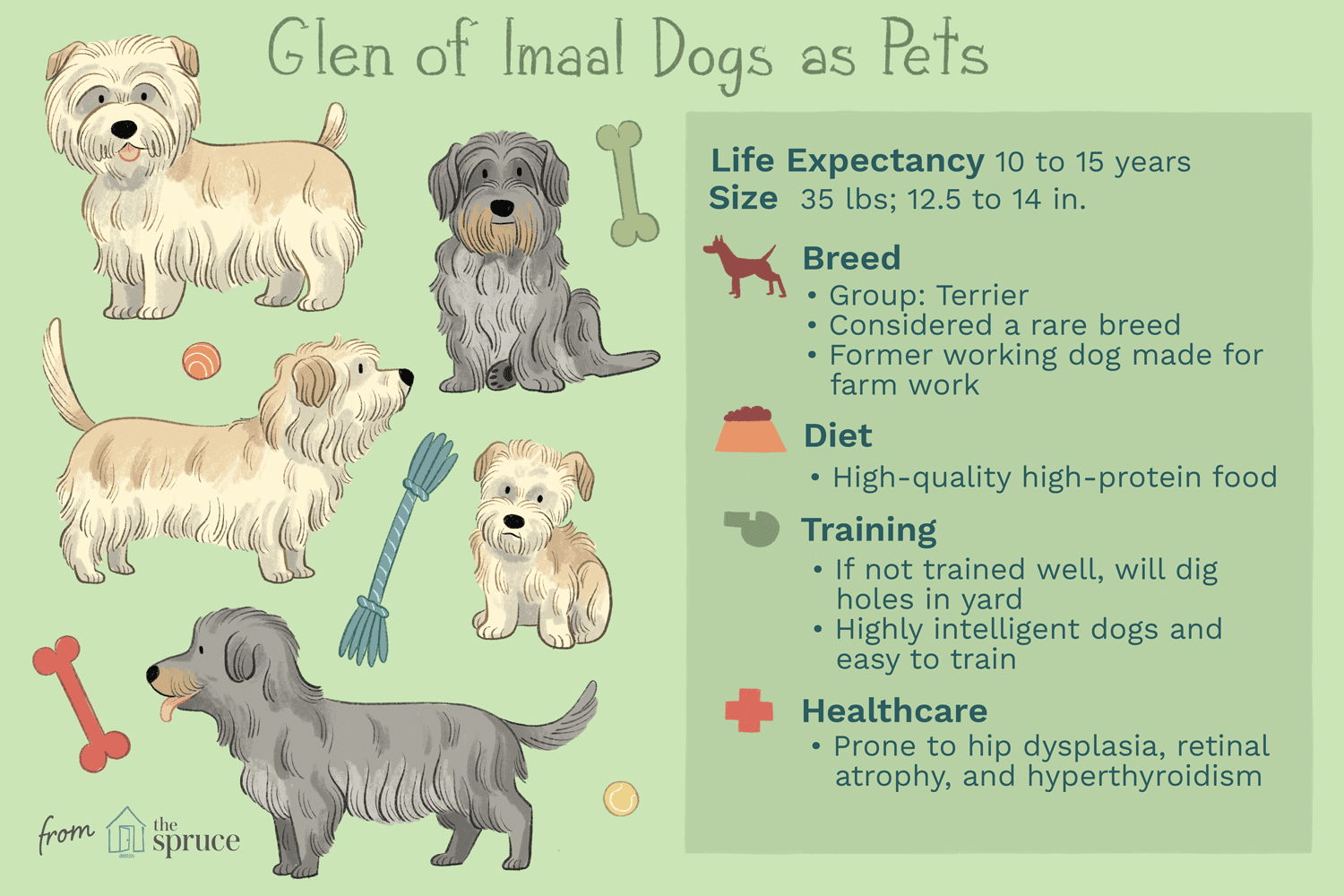 Glen of Imaal Terrier: Complete Breed Profile & Care Guide
