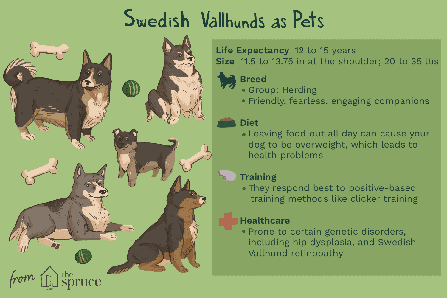 Swedish Vallhund: Complete Breed Profile & Care Guide