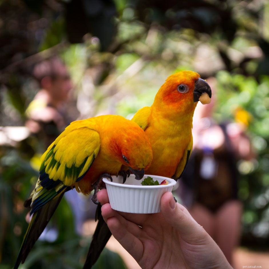 Healthy Homemade Bird Treats: Quick & Nutritious Recipes